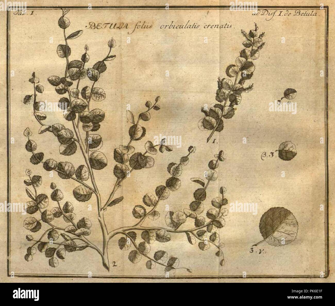 Betula nana Linnaeus Amoenitates academicae. Stock Photo
