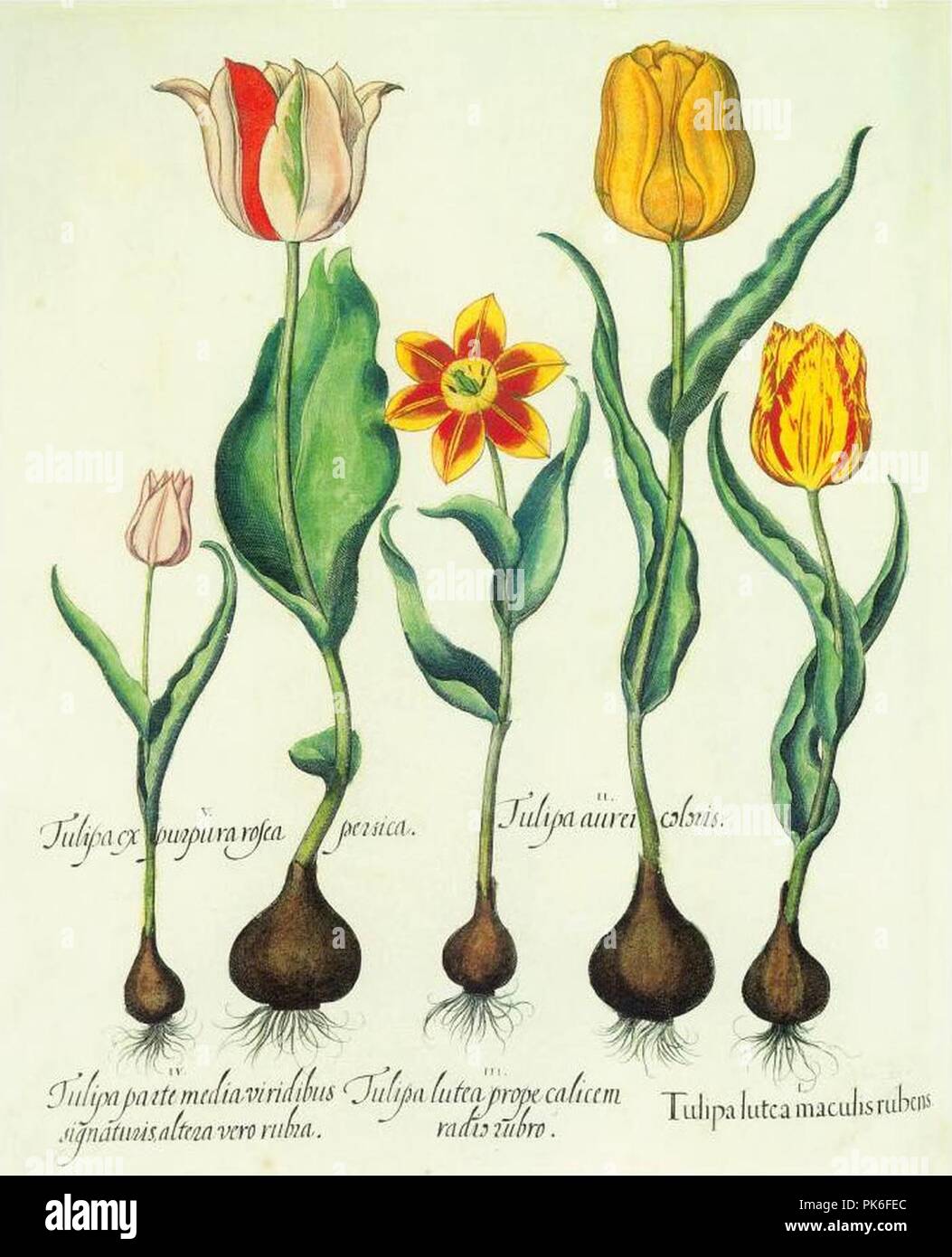Besler H.E. tulipa 1 alt colors. Stock Photo