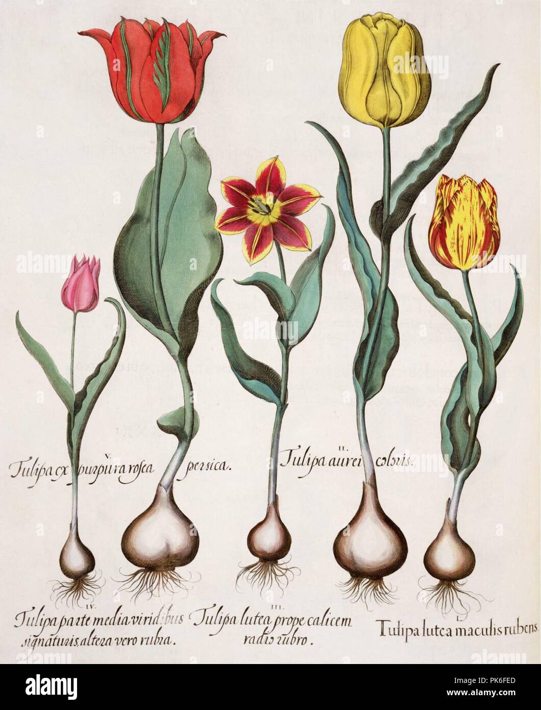 Besler H.E. tulipa 1. Stock Photo