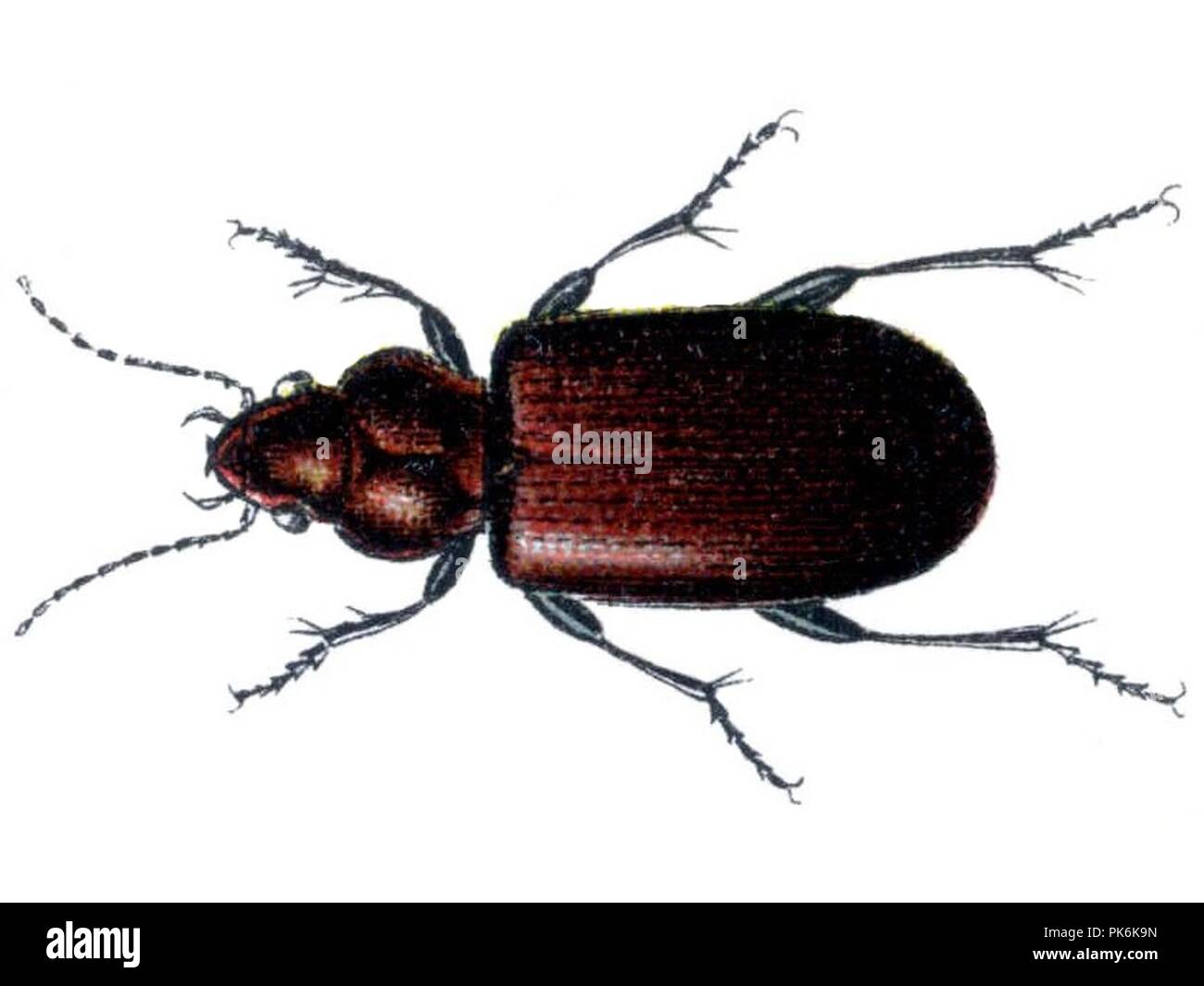 Bembidion pygmaeum. Stock Photo