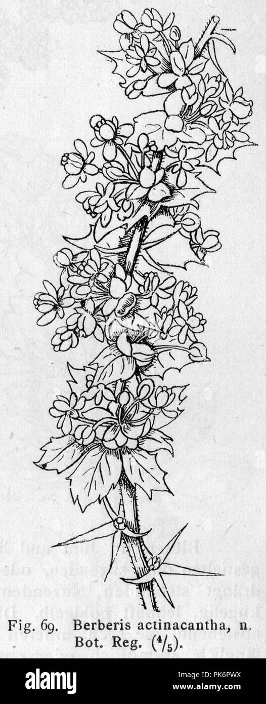 Berberis actinacantha drawing 2. Stock Photo