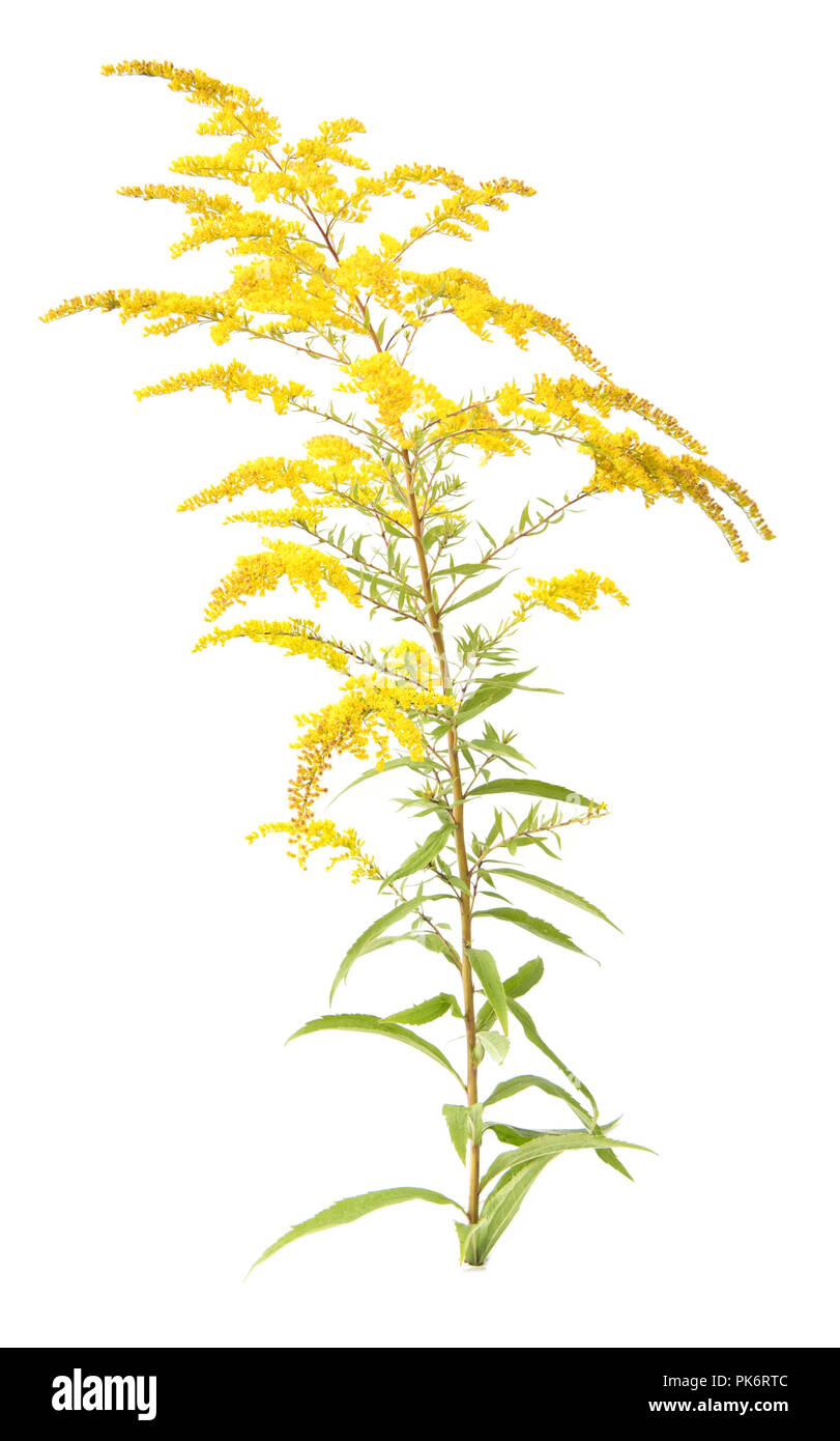 solidago (goldenrod) medicinal herb plant. Isolated on white background Stock Photo