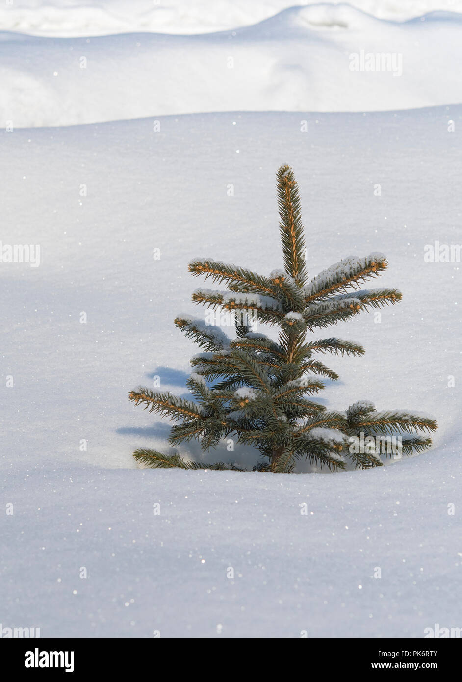 winter pine in snow. A close up Stock Photo