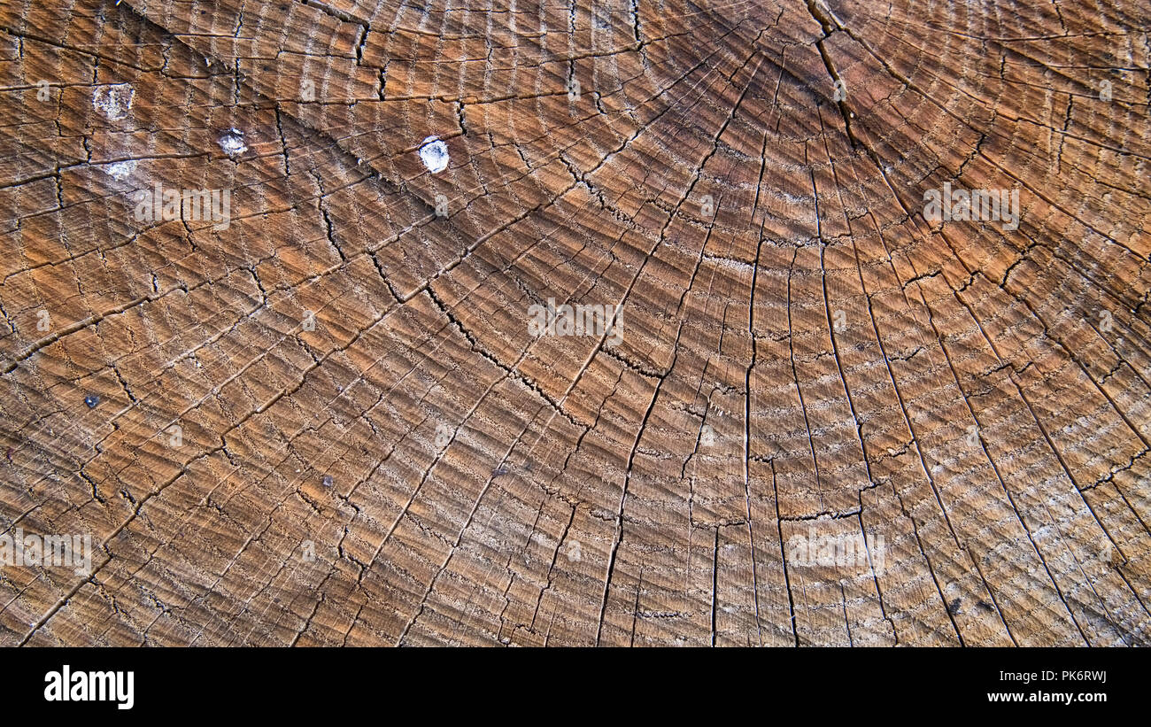 brown wood stump background. A close up Stock Photo