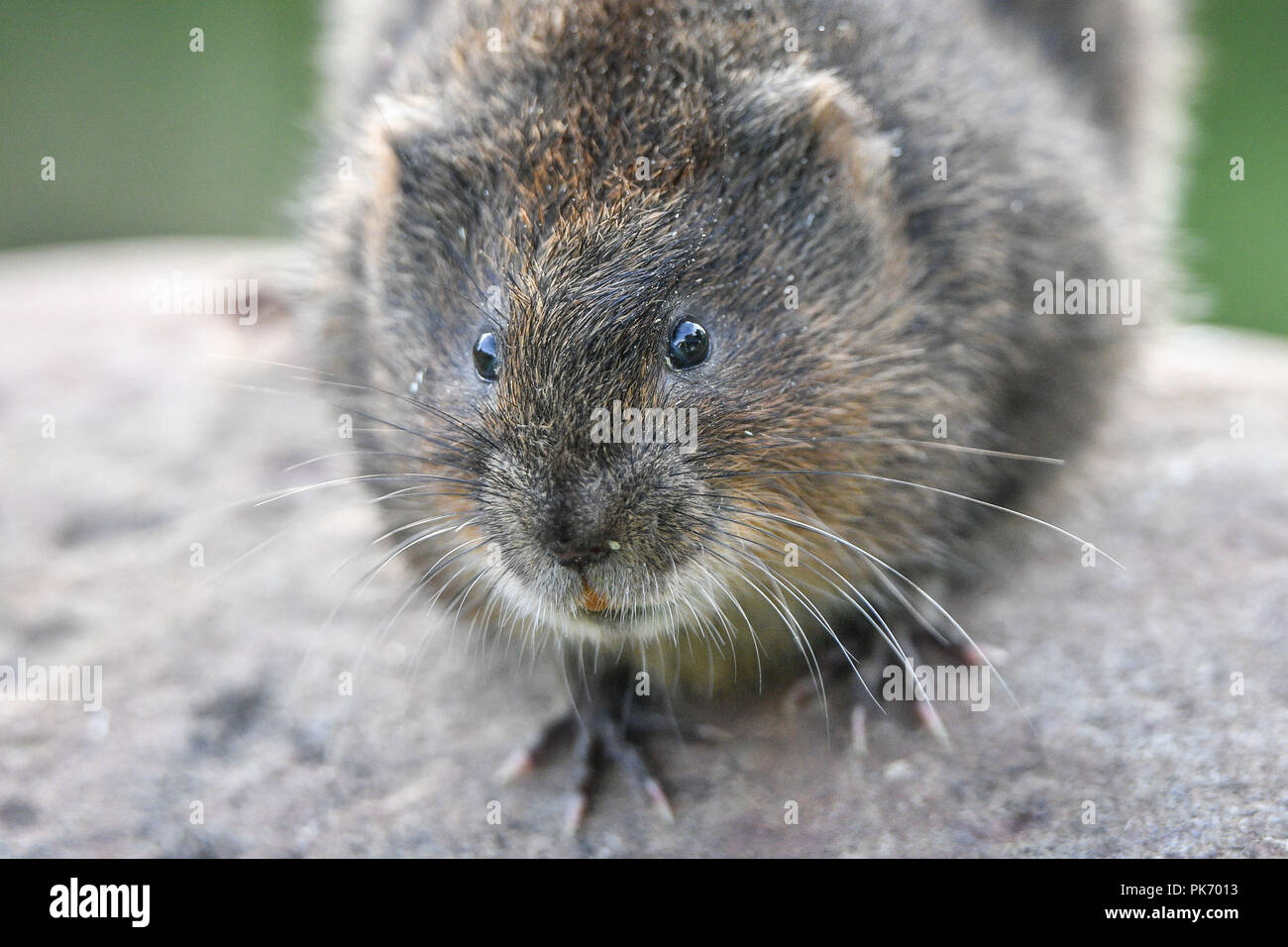 One of 150 specially bred water voles, which will be reintroduced at six carefully chosen sites on river and stream banks across the National Trust's Holnicote Estate, Exmoor. Stock Photo