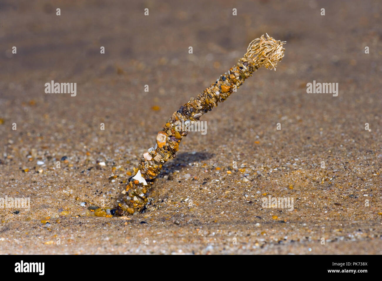 sand mason worm Lanice conchilega Stock Photo
