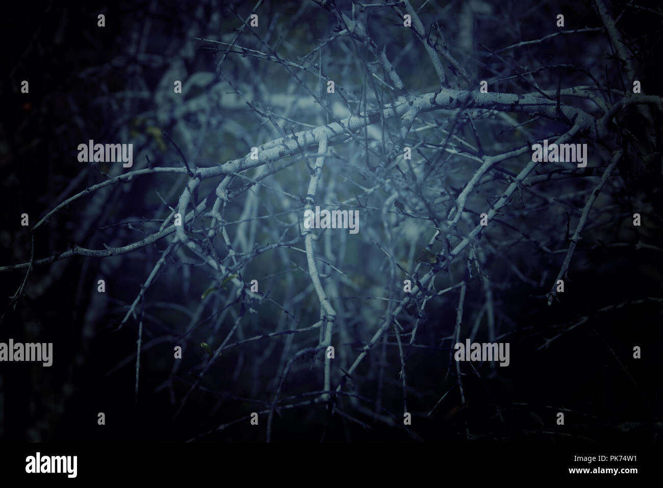 Mysterious Background Of Dark And Haunted Forest Stock Photo Alamy