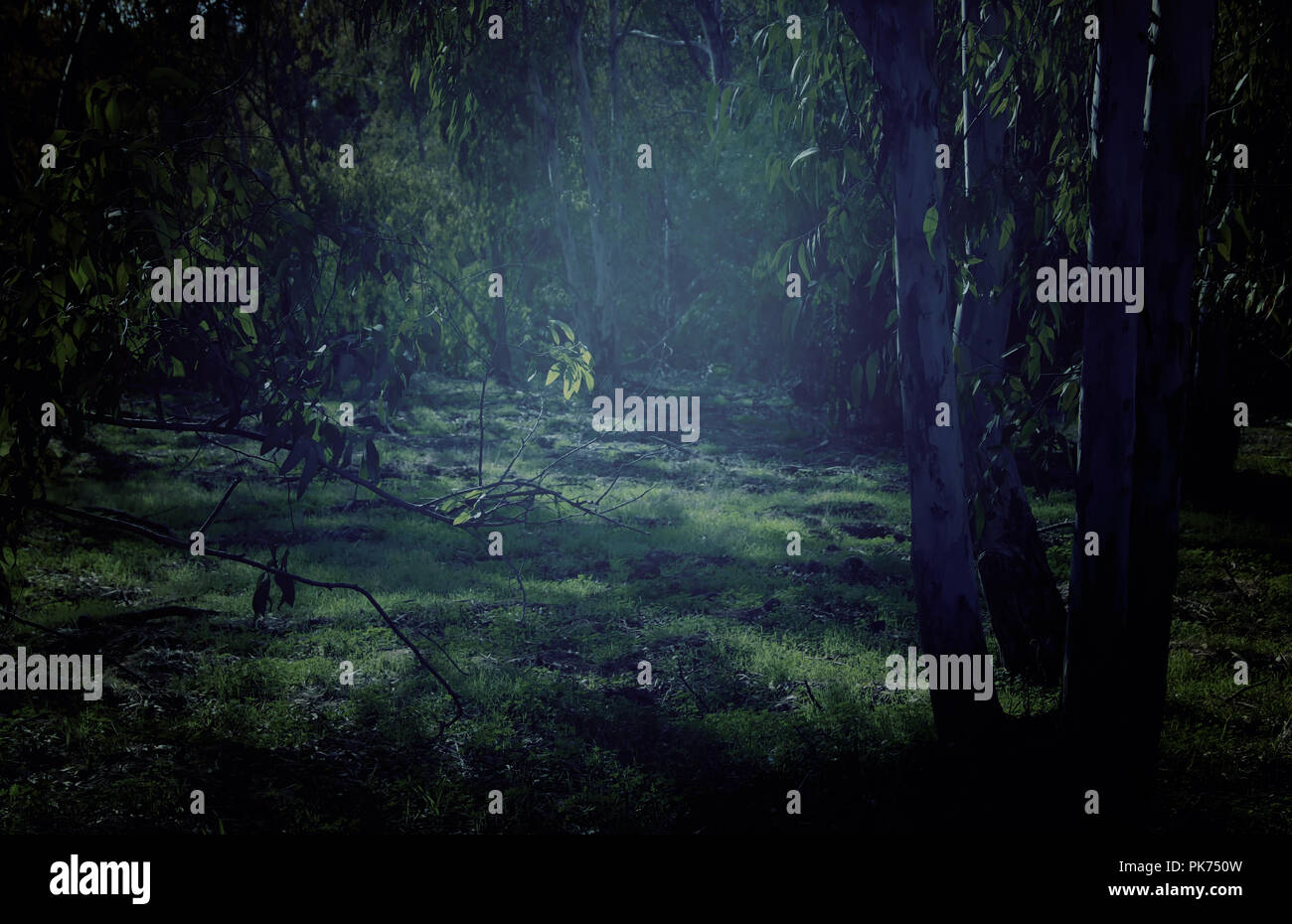 mysterious background of dark and haunted forest Stock Photo - Alamy