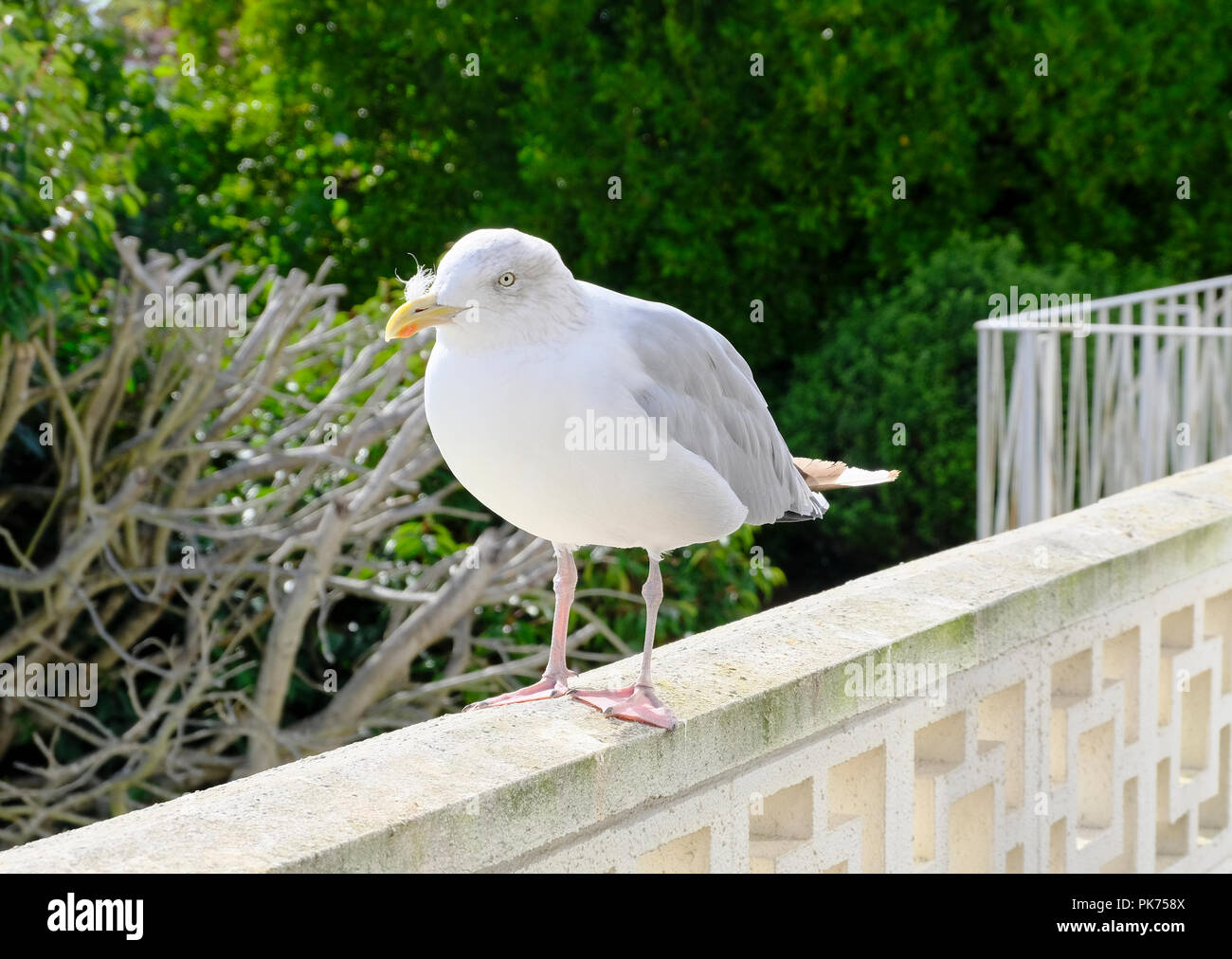 Adult European Herring Gull with white feather stuck in his beak Stock