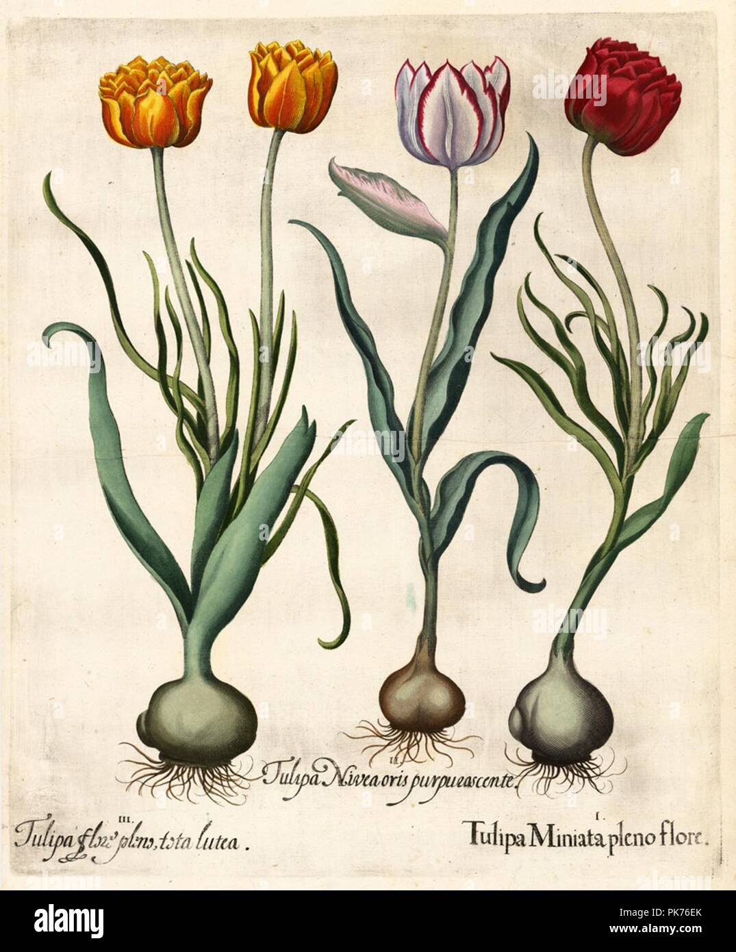 Besler H.E. tulipa 2. Stock Photo