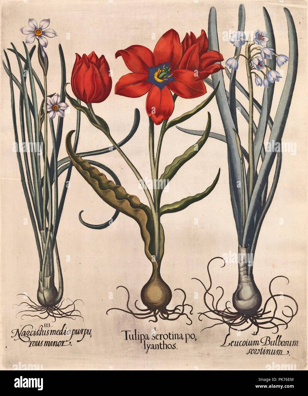 Besler H.E. tulipa 3. Stock Photo