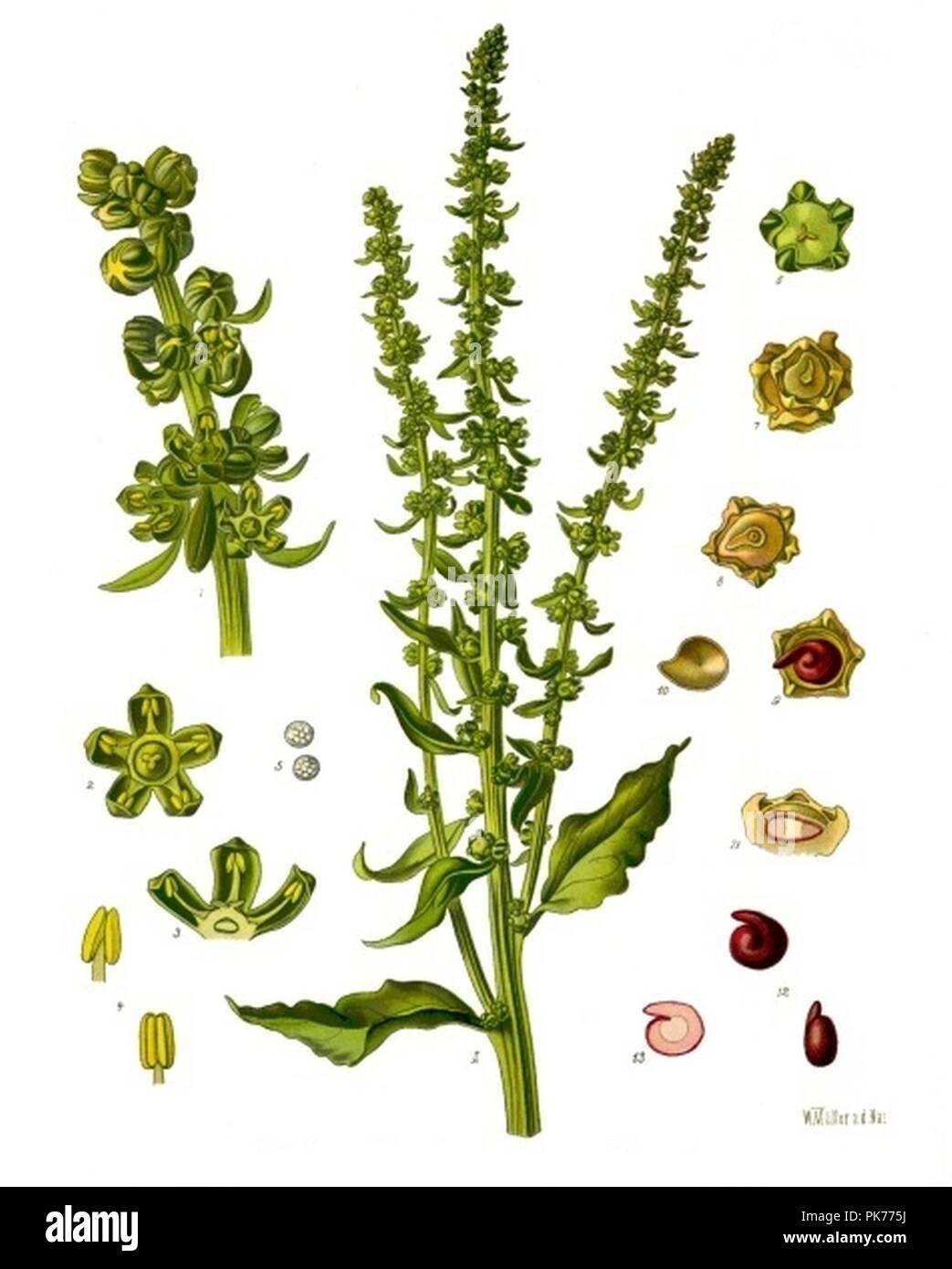 Beta vulgaris - Köhler–s Medizinal-Pflanzen-167. Stock Photo