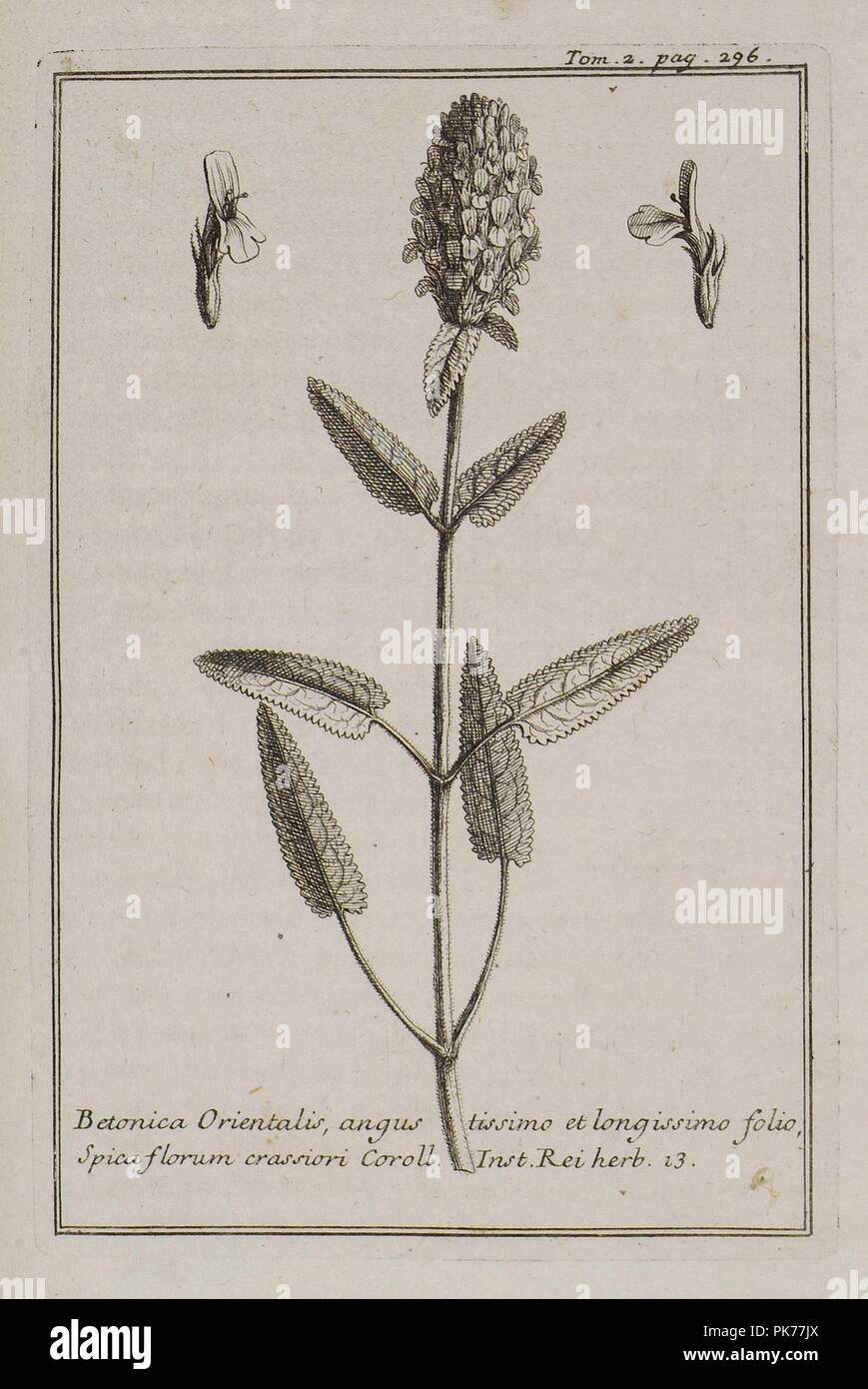 Betonica Orientalis, angustissimo et longissimo folio, Spica florum crassiori Coroll Inst Rei herb 13 - Tournefort Joseph Pitton De - 1717. Stock Photo