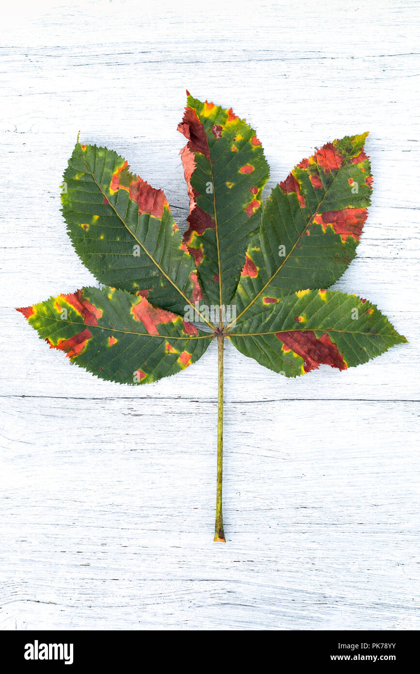 Colorful chestnut leaf on a white, wooden background. Stock Photo