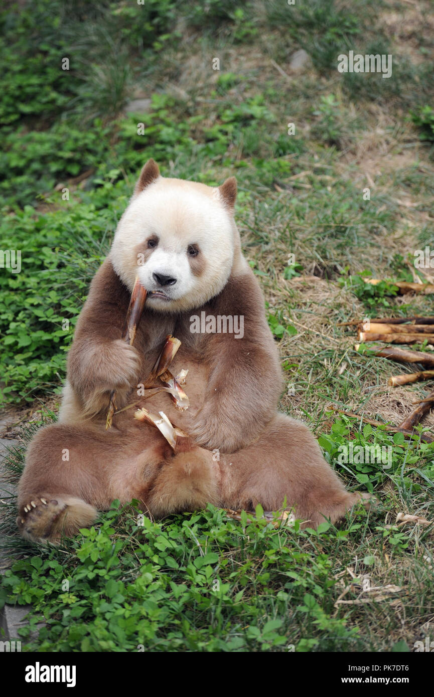 Qinling Panda Brown