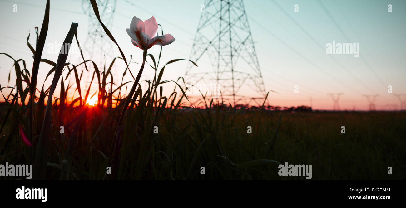 The evening electricity pylon silhouette Stock Photo