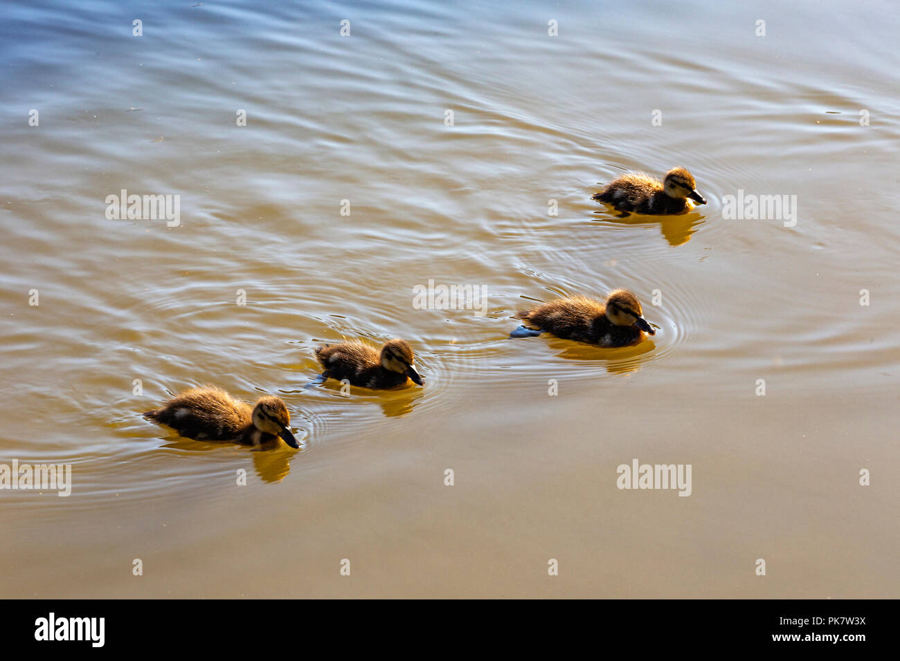 Four ducklings swimming in canal, Cheshire England UK Stock Photo