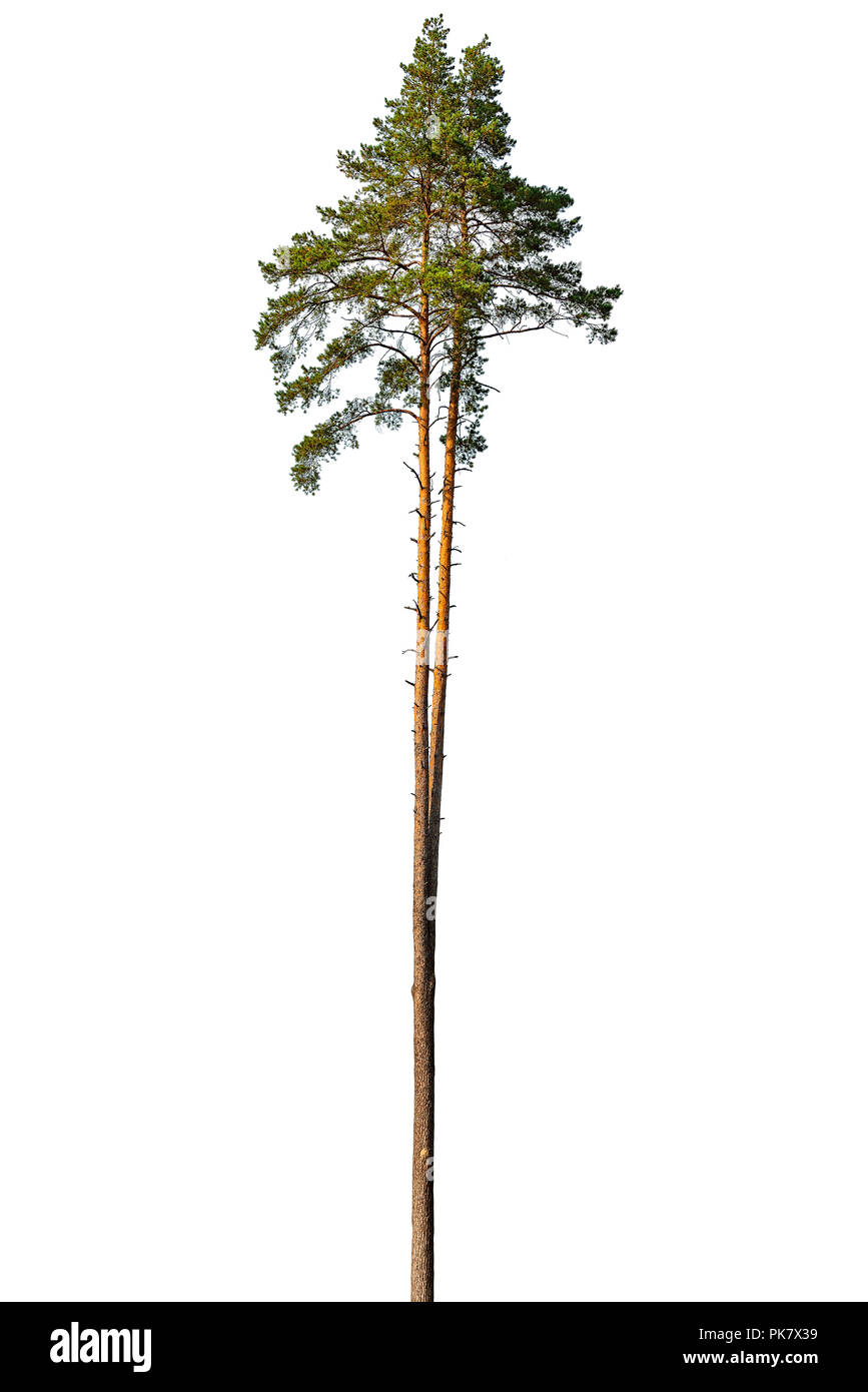 Tall pine tree isolated on a white background Stock Photo - Alamy