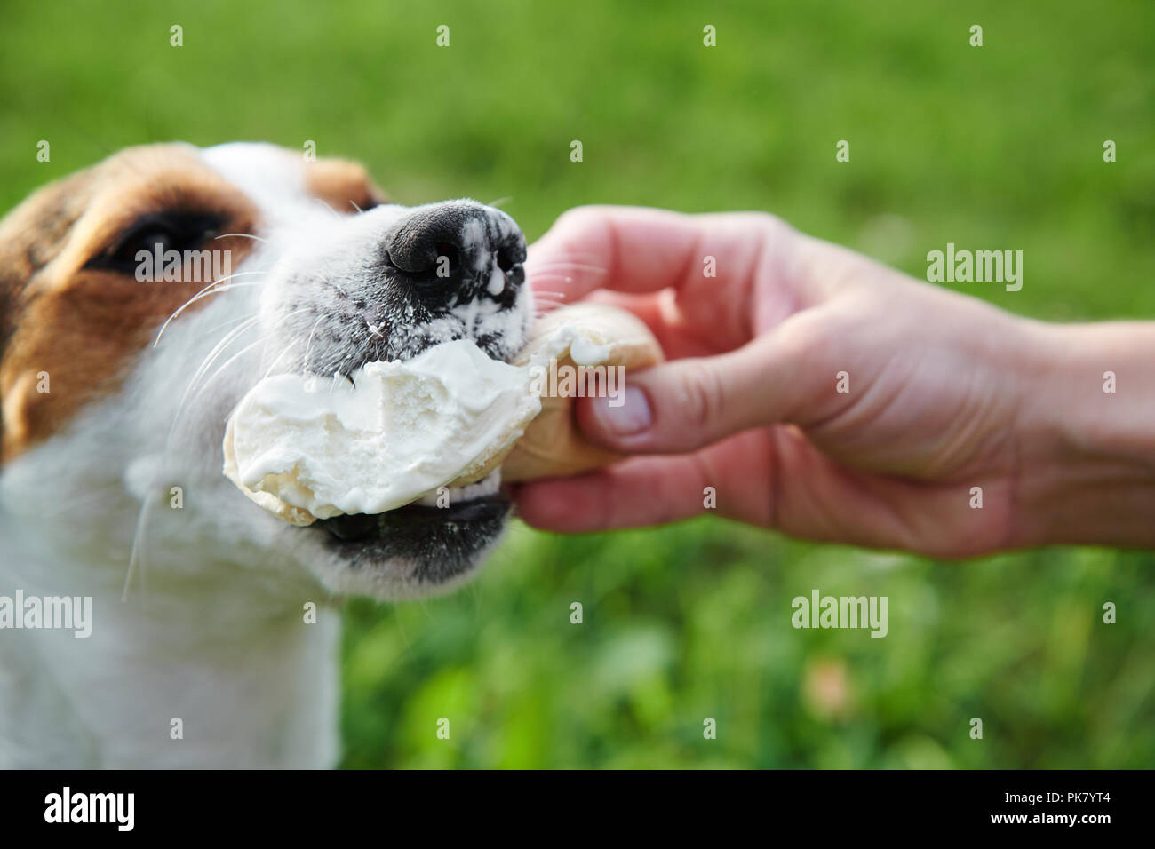 small dog breeds Jack Russell Terrier eats ice cream Stock Photo Alamy