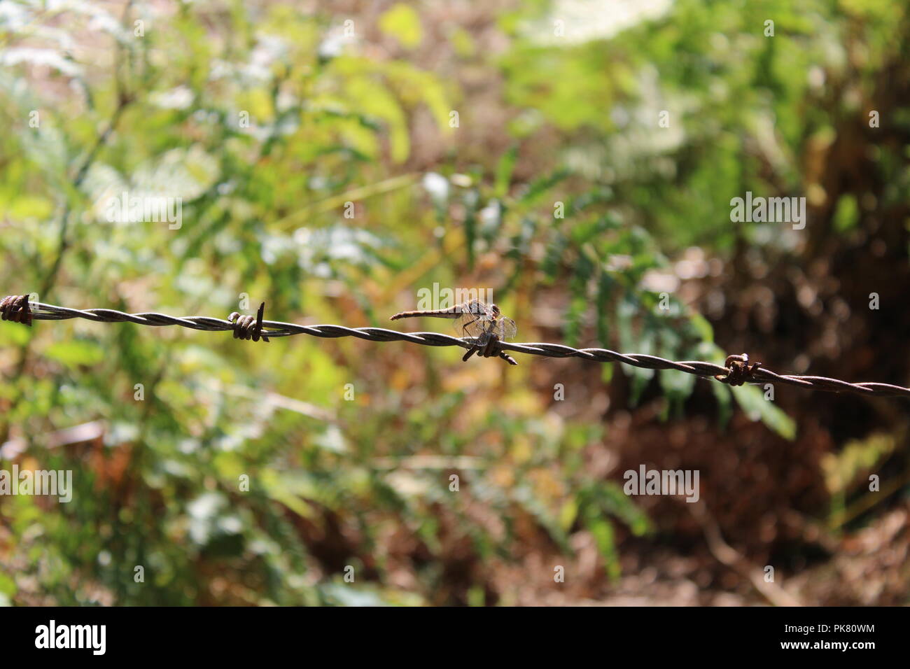 Dragonfly resting on barbed wire Stock Photo