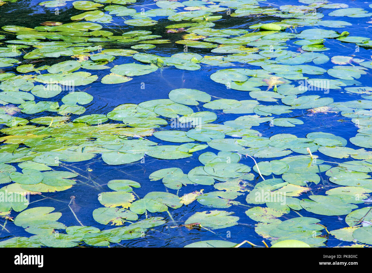 image background of green leaves of water lilies on water Stock Photo