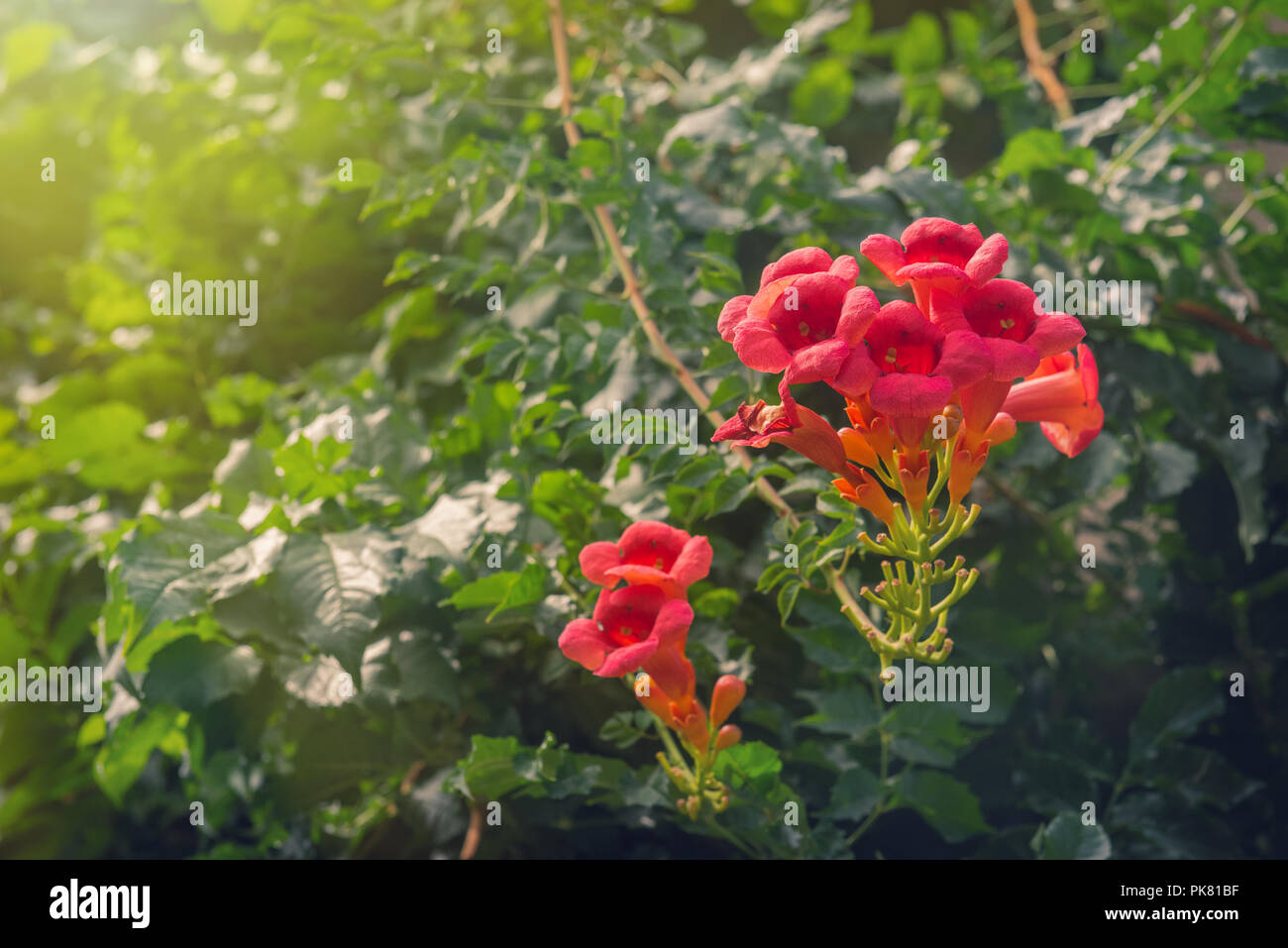 Trumpet Creeper Flamenco flowers in garden Stock Photo