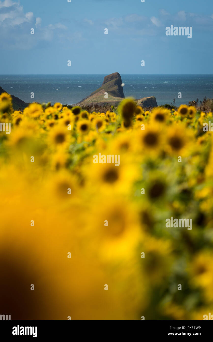 Sunflowers growing on the Gower peninsular by Rhossili Bay over looking