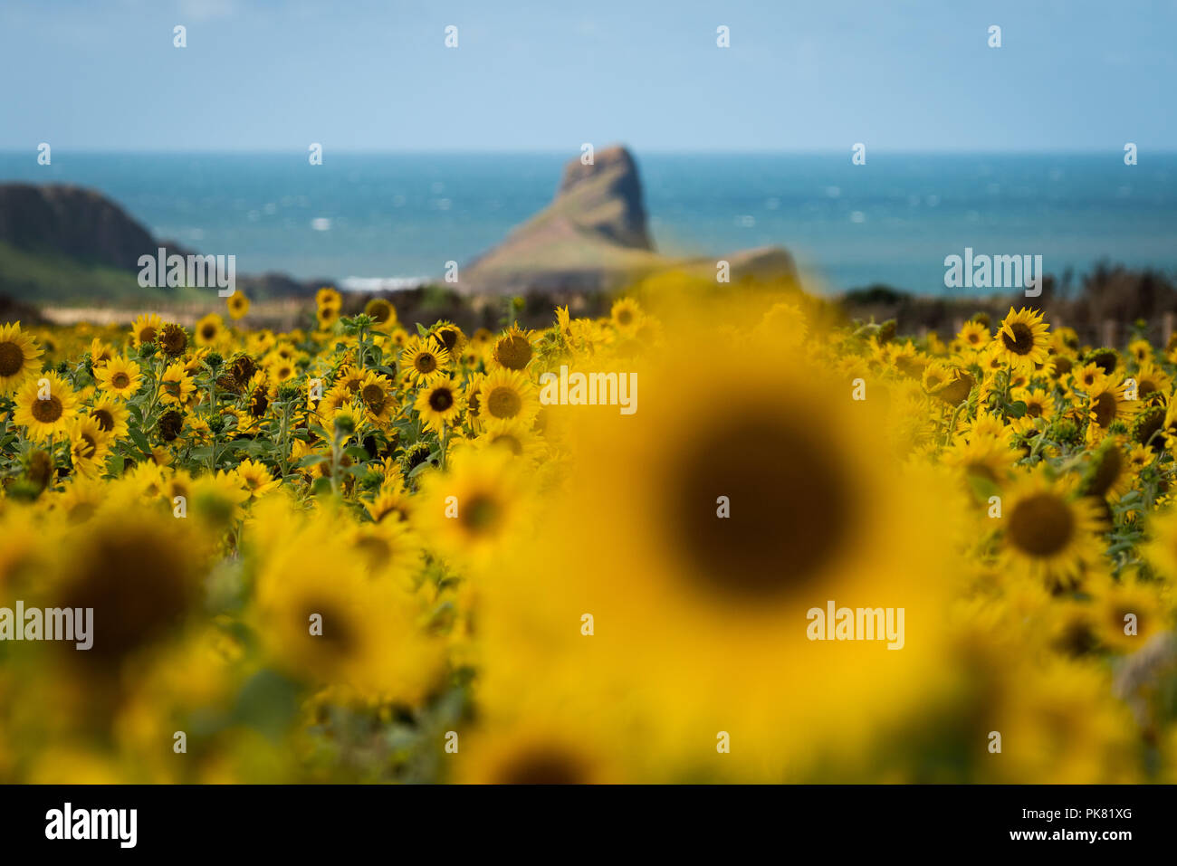 Sunflowers growing on the Gower peninsular by Rhossili Bay over looking Worms Head, Gower, Wales, UK Stock Photo