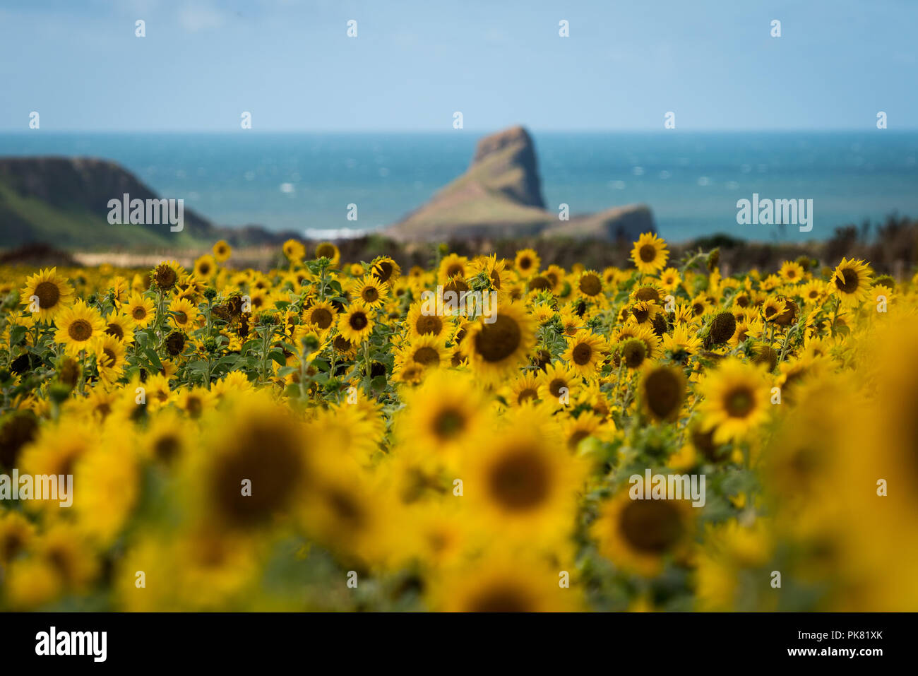 Sunflowers growing on the Gower peninsular by Rhossili Bay over looking