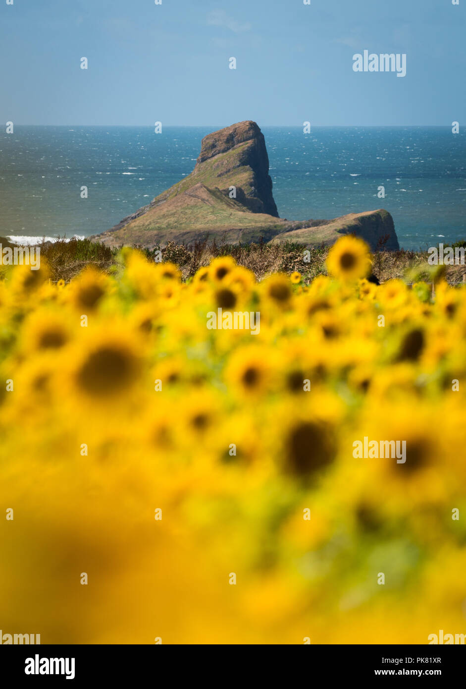 Sunflowers growing on the Gower peninsular by Rhossili Bay over looking Worms Head, Gower, Wales, UK Stock Photo