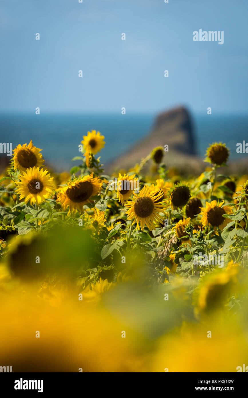 Sunflowers growing on the Gower peninsular by Rhossili Bay over looking