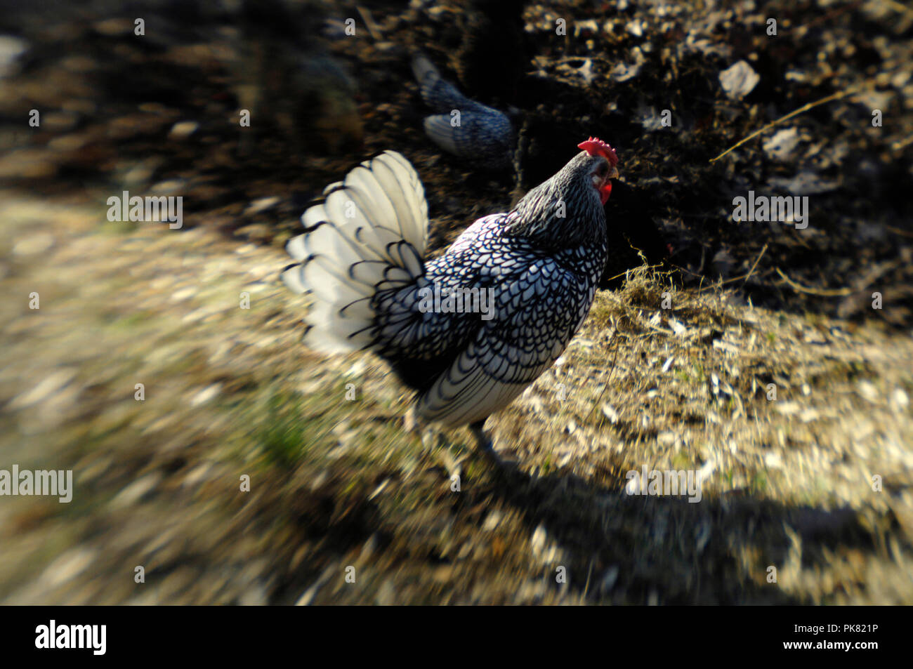 Ameraucana hens and a seabright cock Chickens Stock Photo Alamy