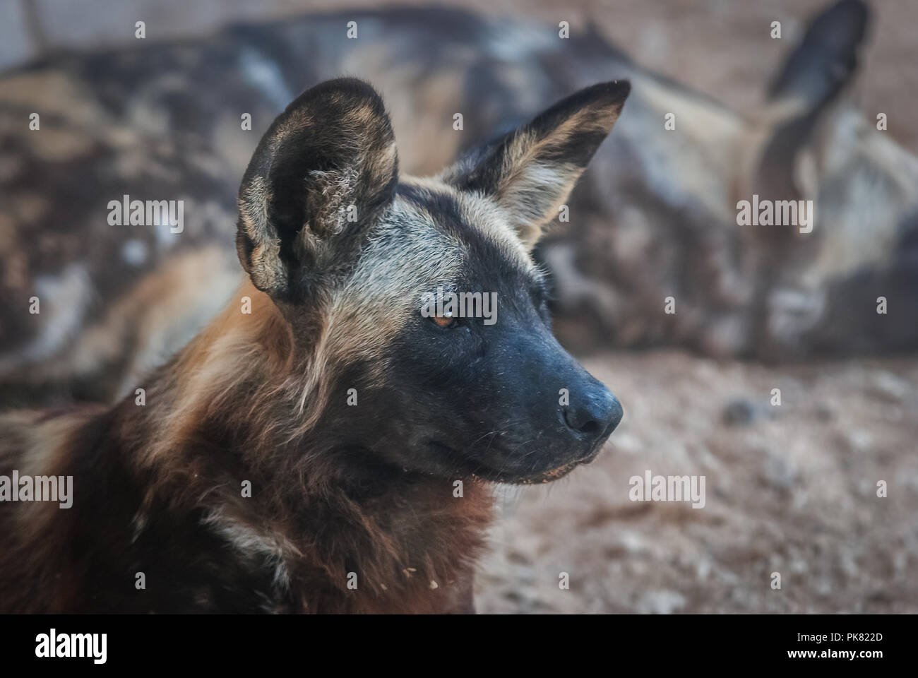 African wild dog, also known as African hunting dog Stock Photo