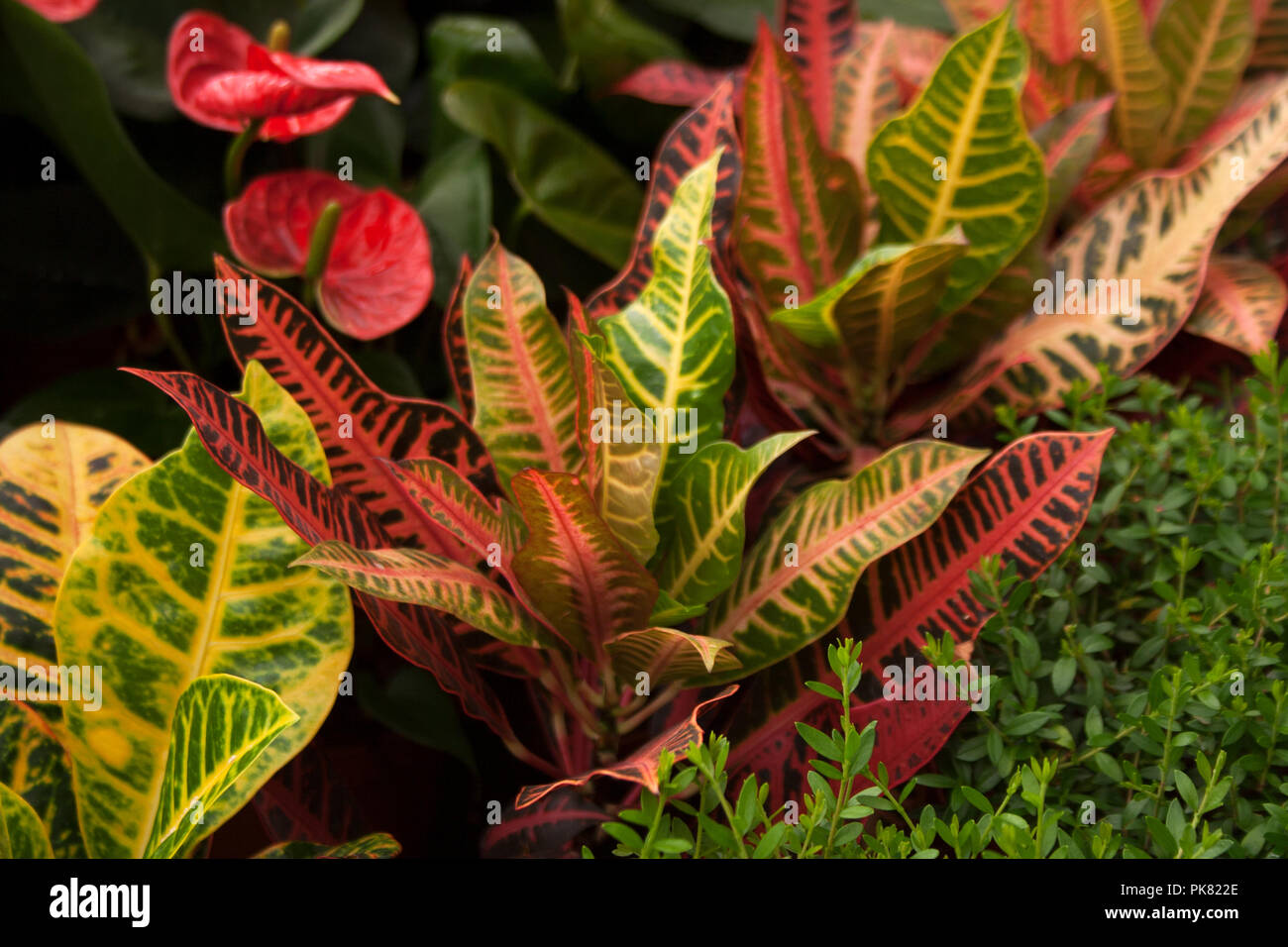 Variegated Croton Plant With Bright Colorful Leaves In A Greenhouse