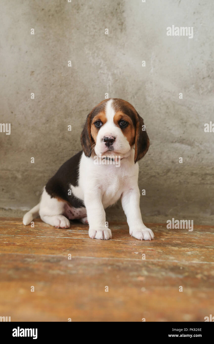 Little puppy on the floor Stock Photo - Alamy