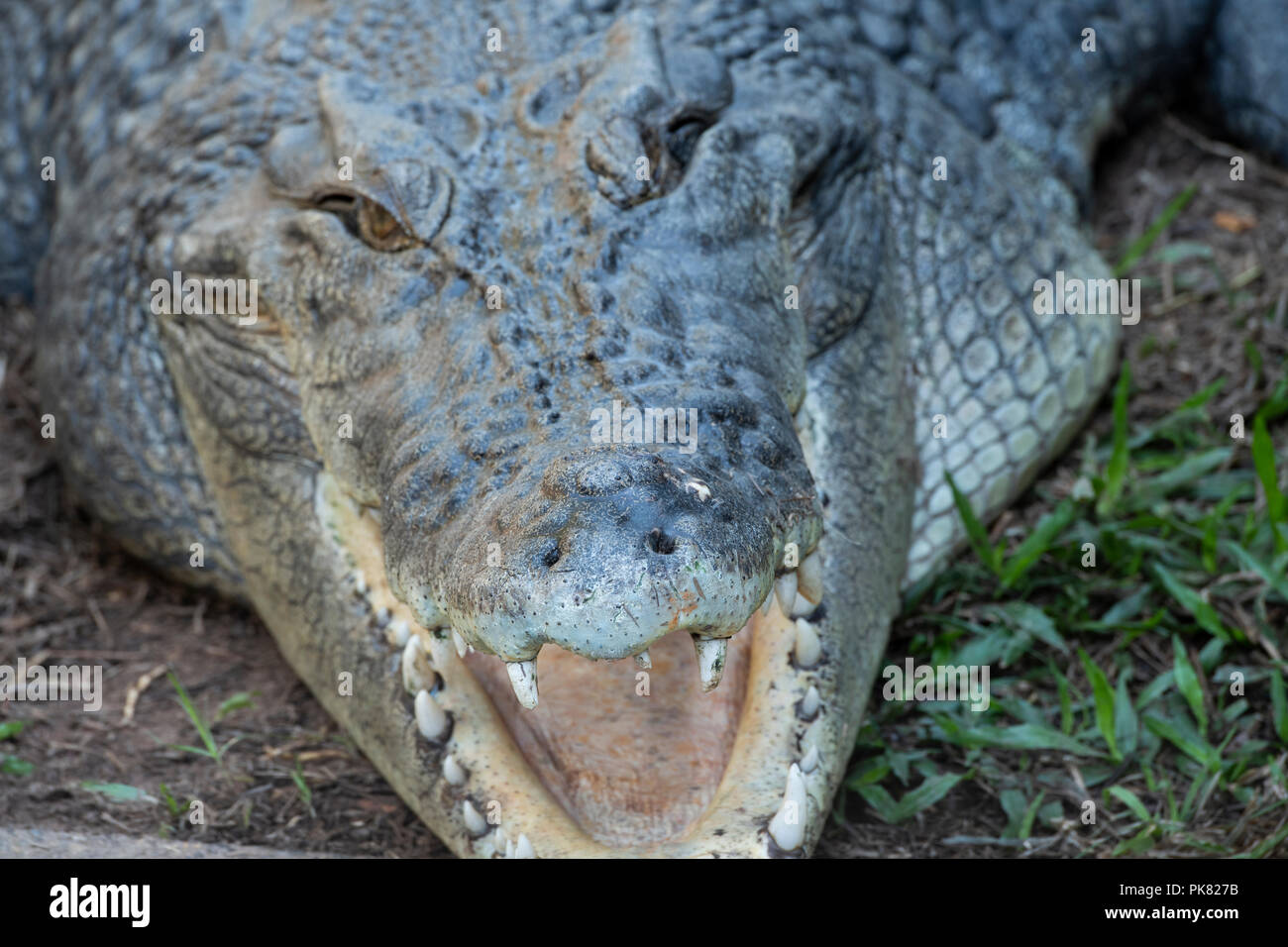 Australia, Northern Territory. Saltwater crocodile aka Saltie (Crocodylus porosus). Stock Photo