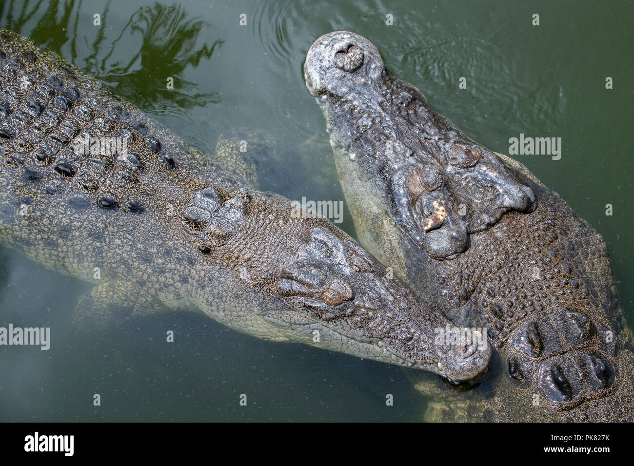 Australia, Northern Territory. Saltwater crocodiles aka Saltie (Crocodylus porosus). Head detail, pair, male (R) female (L) Stock Photo