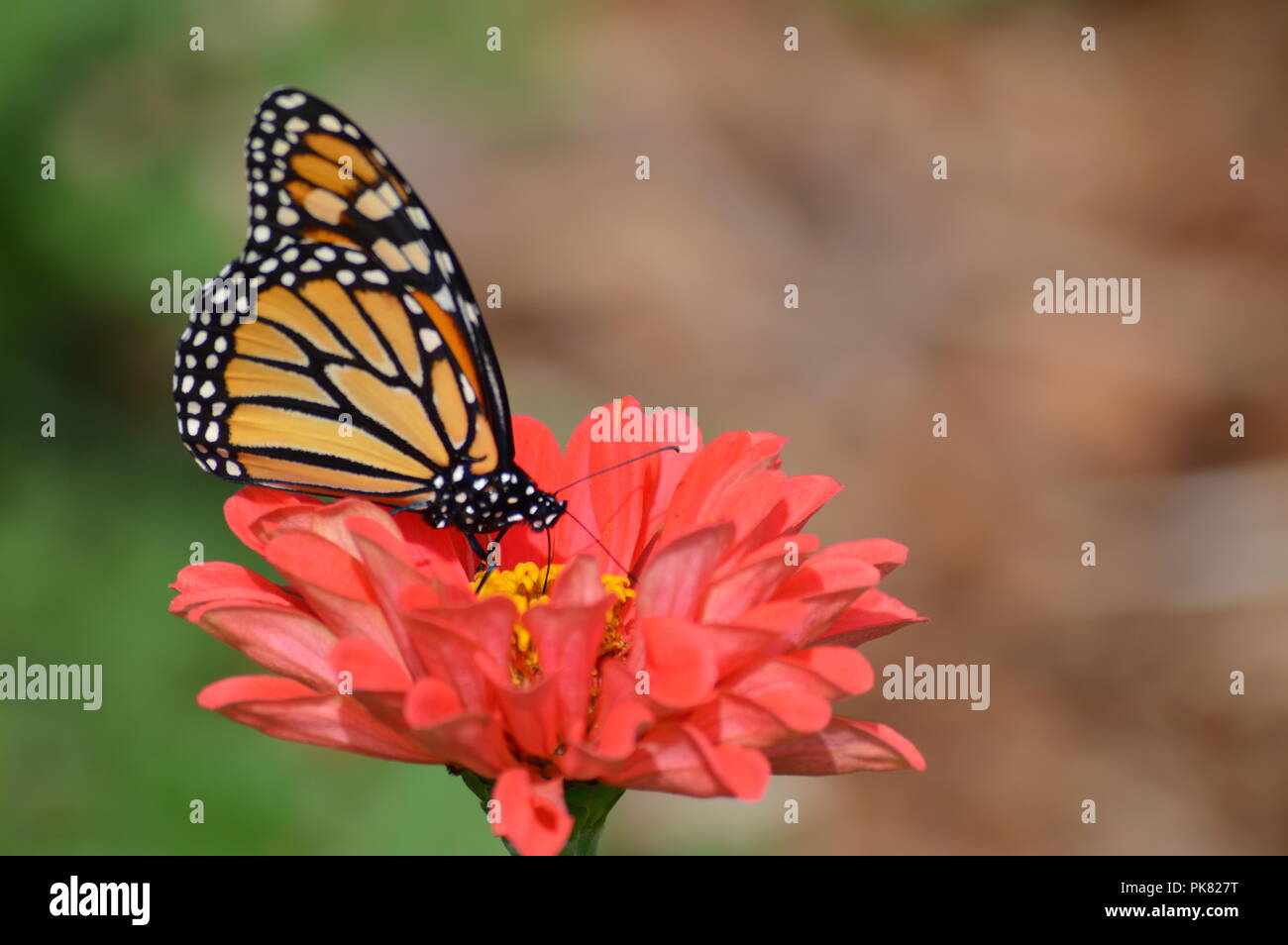 Monarch butterfly in the garden Stock Photo Alamy