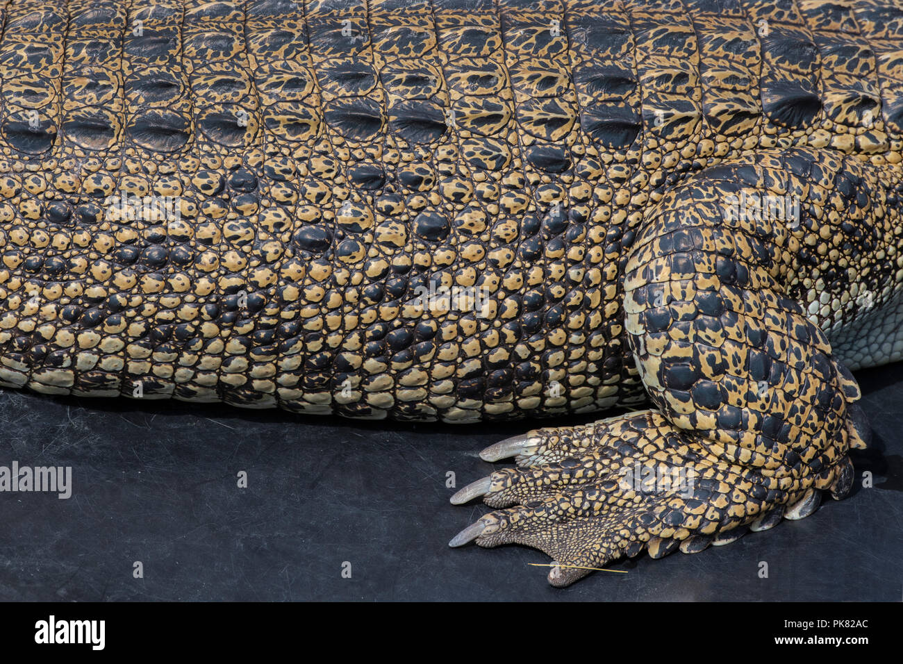 Australia, Northern Territory. Saltwater crocodile aka Saltie (Crocodylus porosus) body and foot detail. Stock Photo