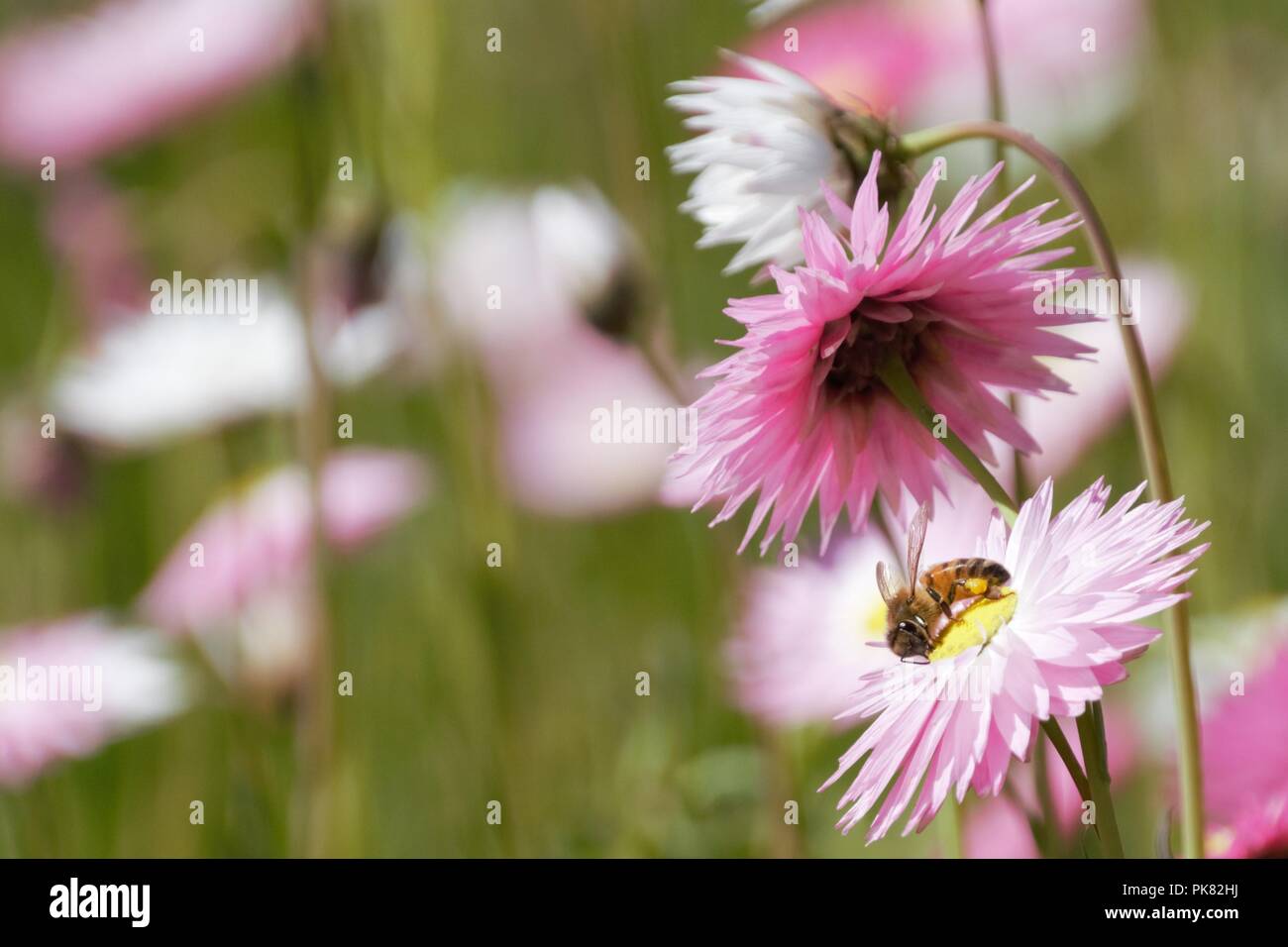 Bee on Everlasting Flower Stock Photo
