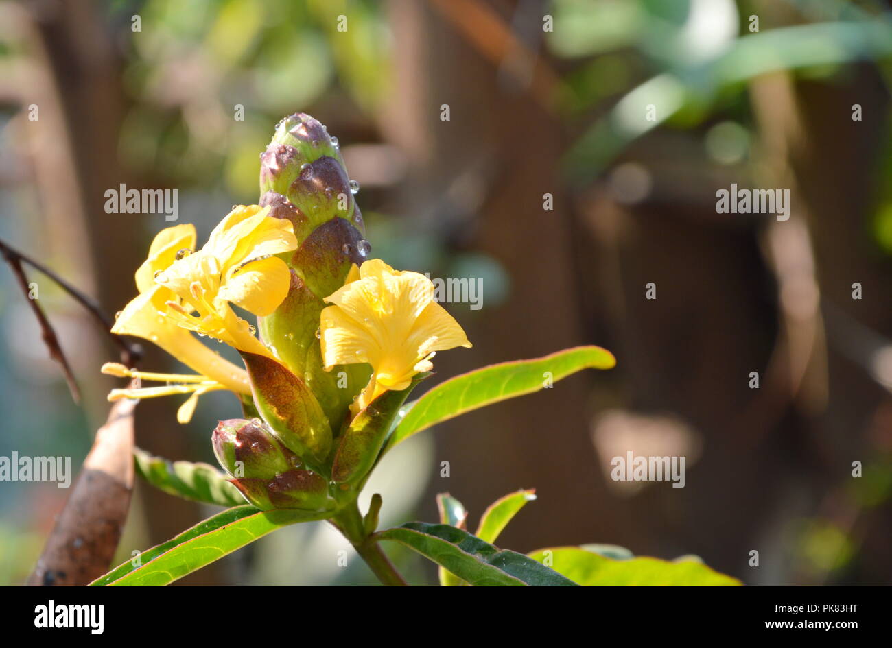 hop-headed barleria tropical herb in park Stock Photo