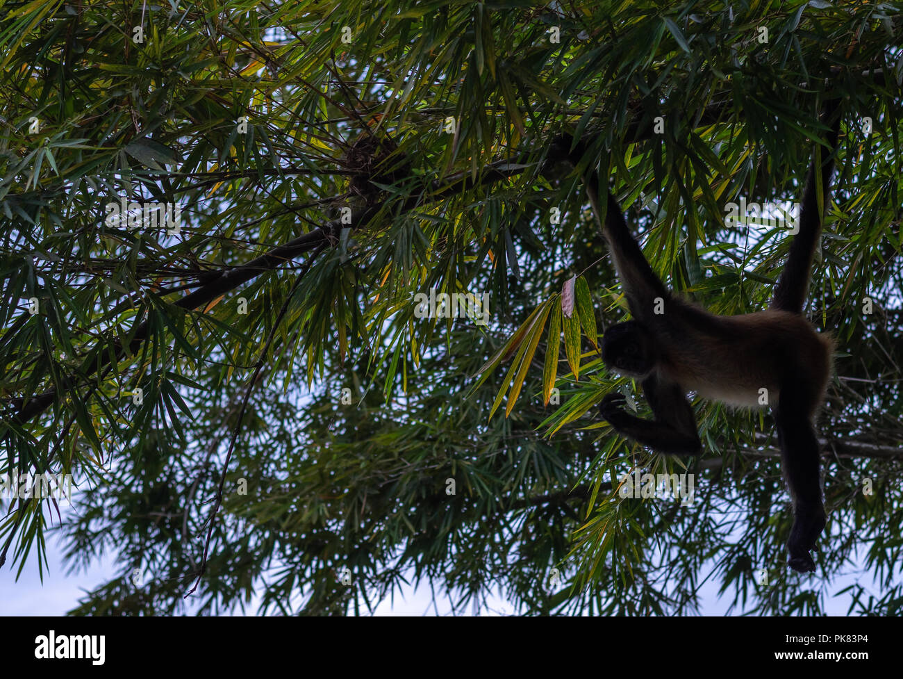 monkey swinging in tree Stock Photo