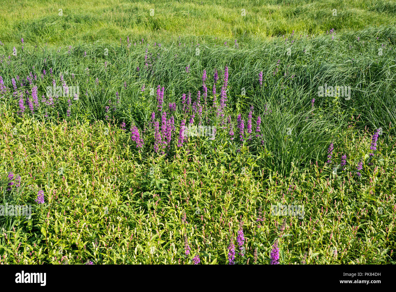 Pale persicaria (Persicaria lapathifolia) and purple loosestrife  (Lythrum salicaria), Edersee-Atlantis, Lake Edersee, Hesse, Germany, Europe Stock Photo