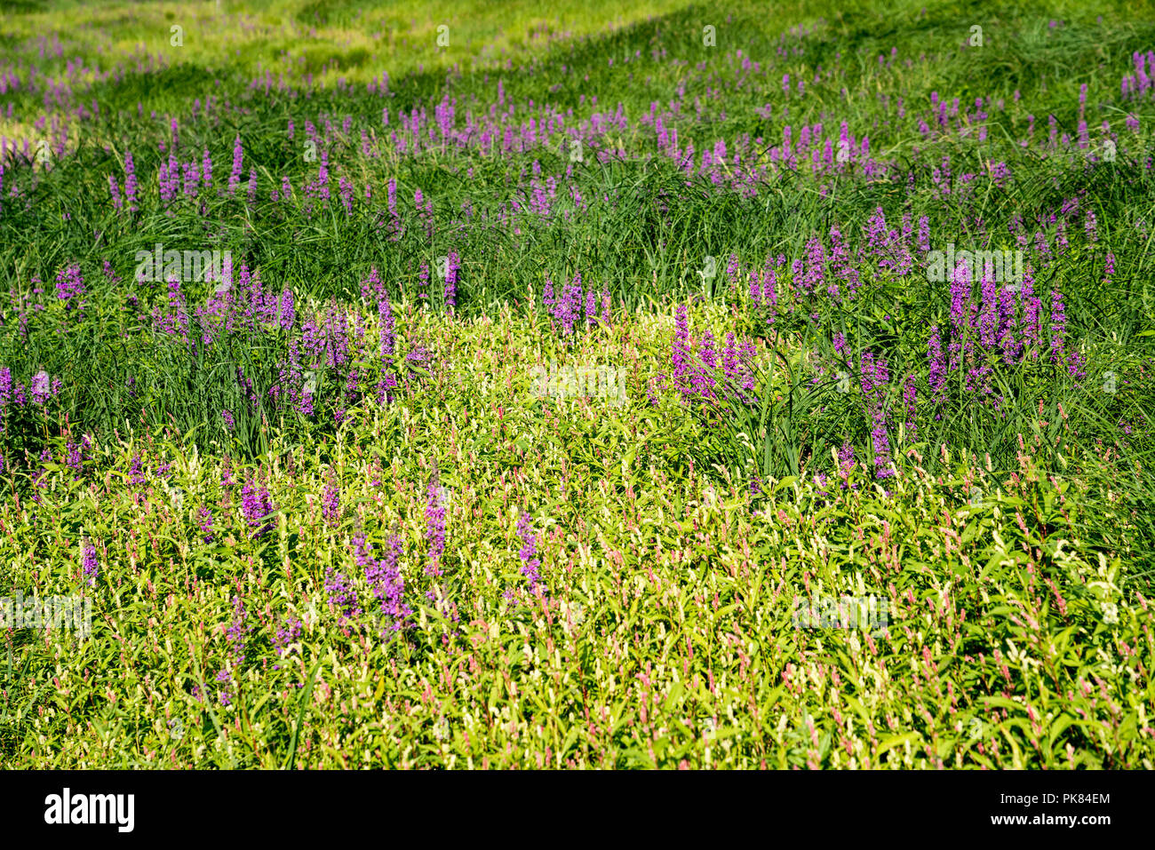 Pale persicaria (Persicaria lapathifolia) and purple loosestrife  (Lythrum salicaria), Edersee-Atlantis, Lake Edersee, Hesse, Germany, Europe Stock Photo