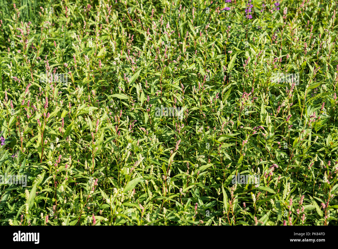Pale persicaria (Persicaria lapathifolia), Edersee-Atlantis, Lake Edersee, Hesse, Germany, Europe Stock Photo