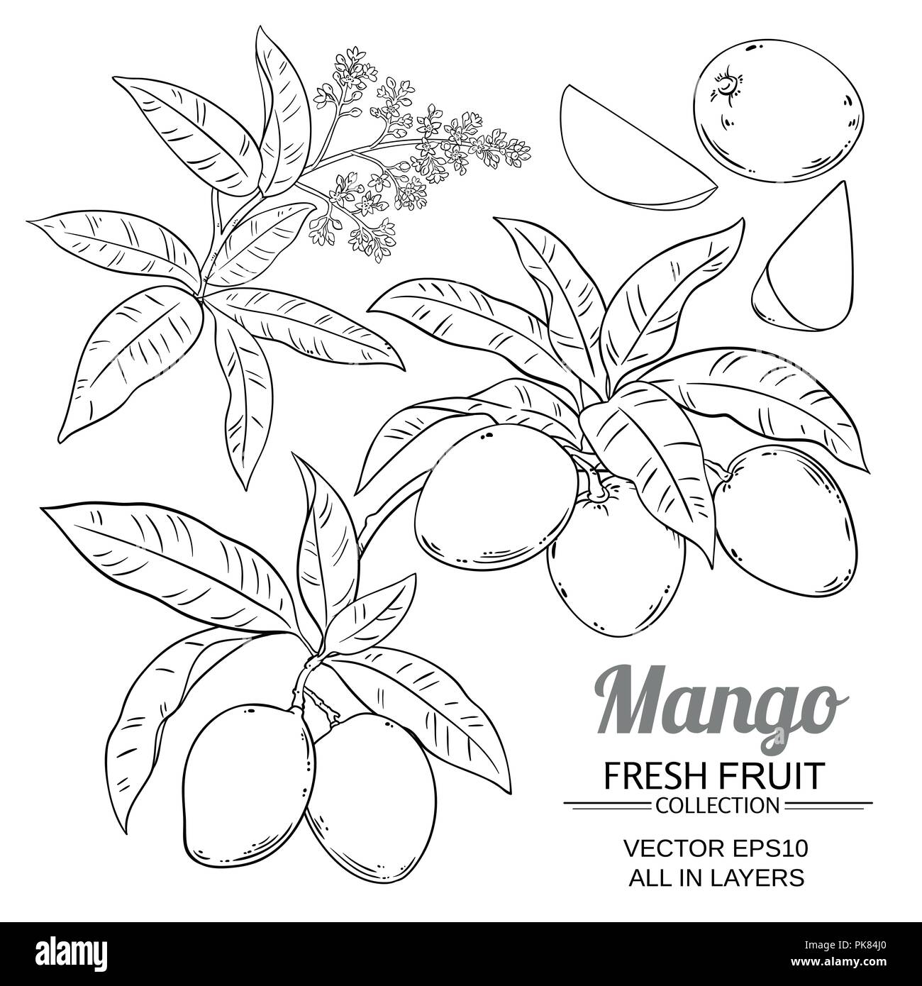 Mango Plant Vector Isolated On White Background Stock Vector Art