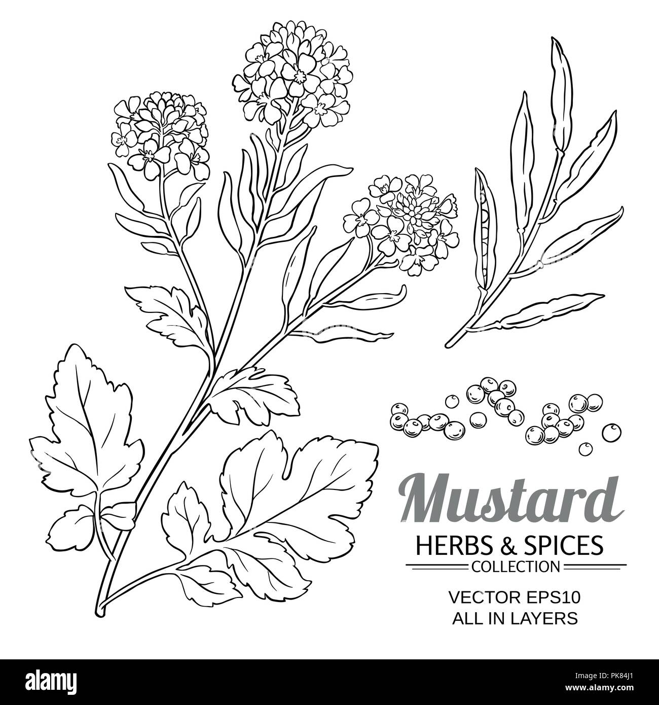 Mustard. Plant. Flowers, leaves, pod, seed. Bowl, spoon, mortar. Seasoning,  powder. Sketch. Set.:: tasmeemME.com