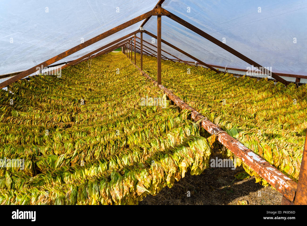 Curing Tobacco Leaves High Resolution Stock Photography And Images Alamy