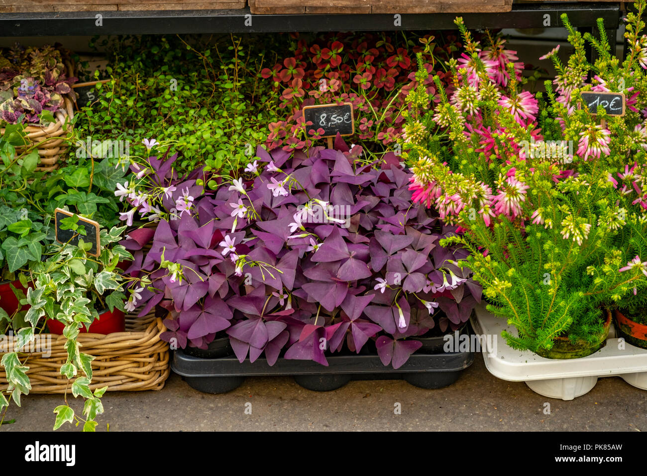 Garden centre pot plants hi-res stock photography and images - Alamy