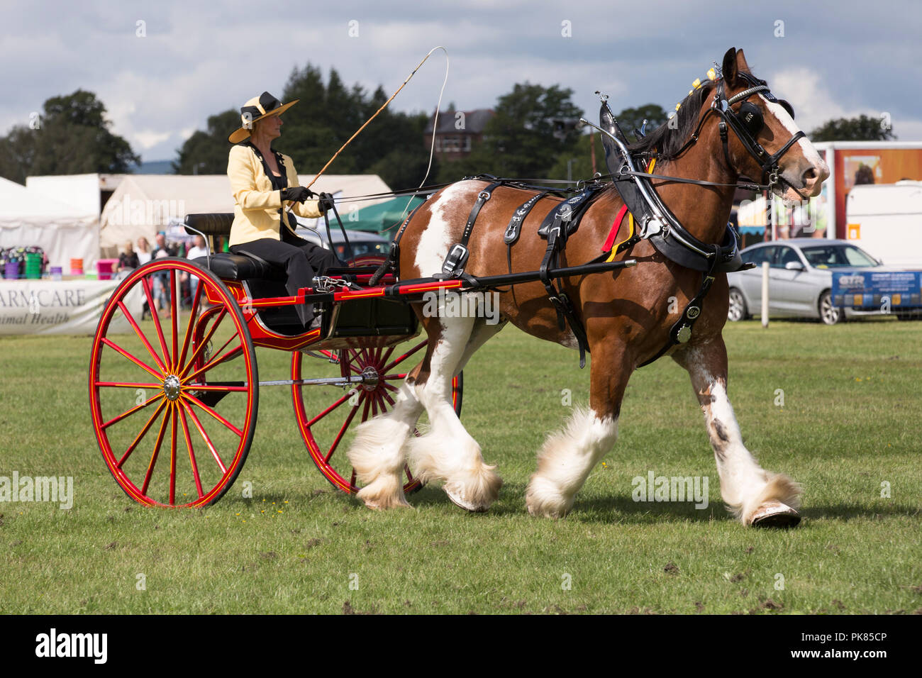 Millisle Clydesdale horse pulling a buggy at Dumfries and Lockerbie